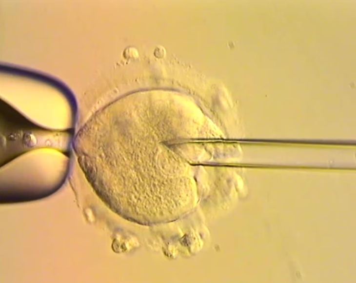 Đột phá IVF ở Anh: Mẹ có đột biến trong ti thể, 8 em bé vẫn chào đời khỏe mạnh